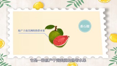 ​芭乐是什么