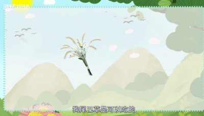 ​狗尾巴草能吃吗