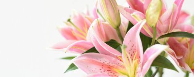 ​吃的百合就是百合花的根部吗
