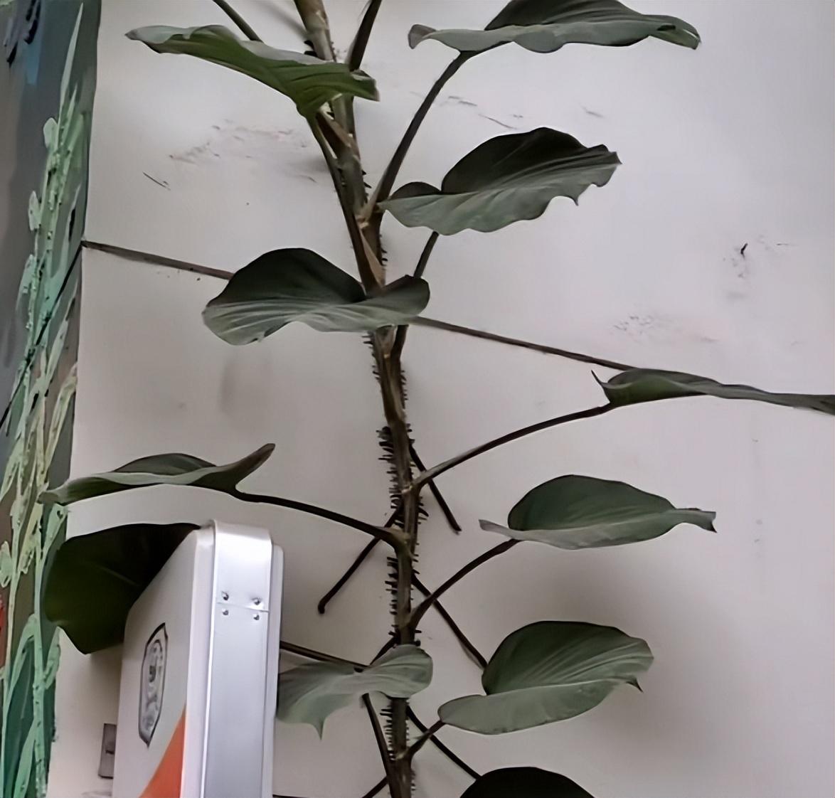 庭院围墙边种什么花（爬墙花卉有哪些好养的）(图9)