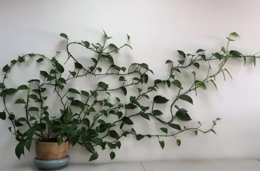 庭院围墙边种什么花（爬墙花卉有哪些好养的）(图10)