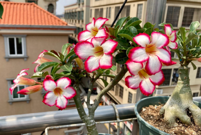 ​庭院围墙边种什么花（爬墙花卉有哪些好养的）