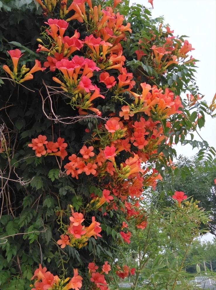 庭院围墙边种什么花（爬墙花卉有哪些好养的）(图6)