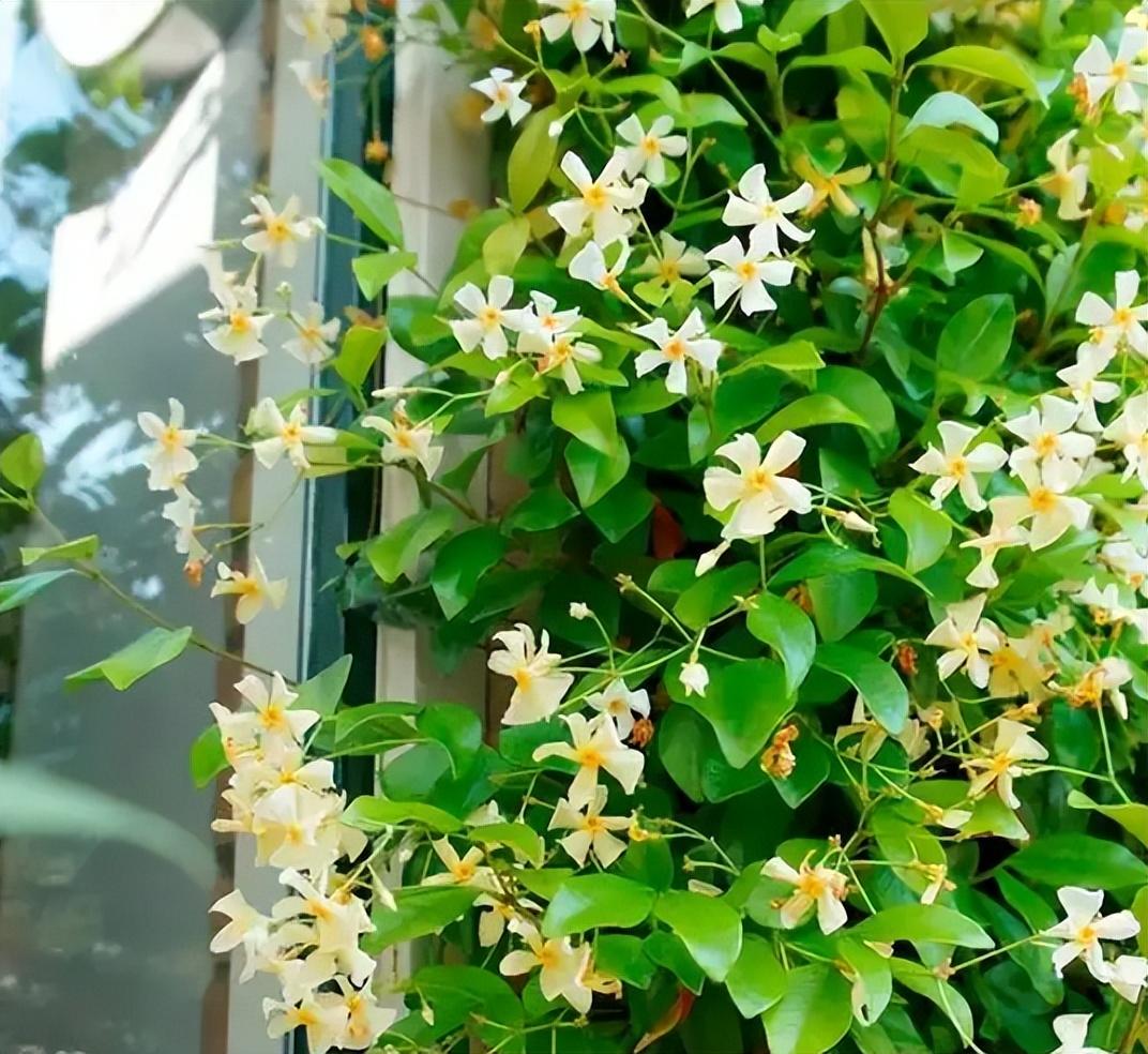 庭院围墙边种什么花（爬墙花卉有哪些好养的）(图3)