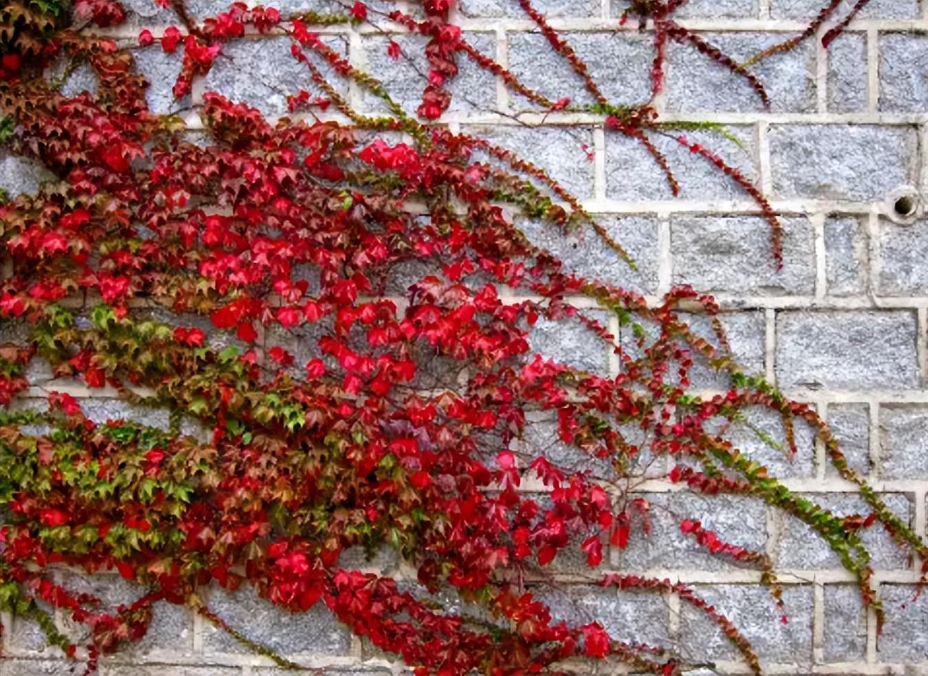庭院围墙边种什么花（爬墙花卉有哪些好养的）(图8)