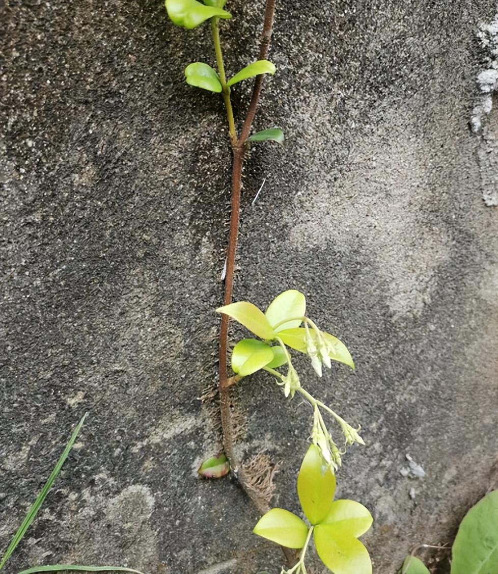 庭院围墙边种什么花（爬墙花卉有哪些好养的）(图2)