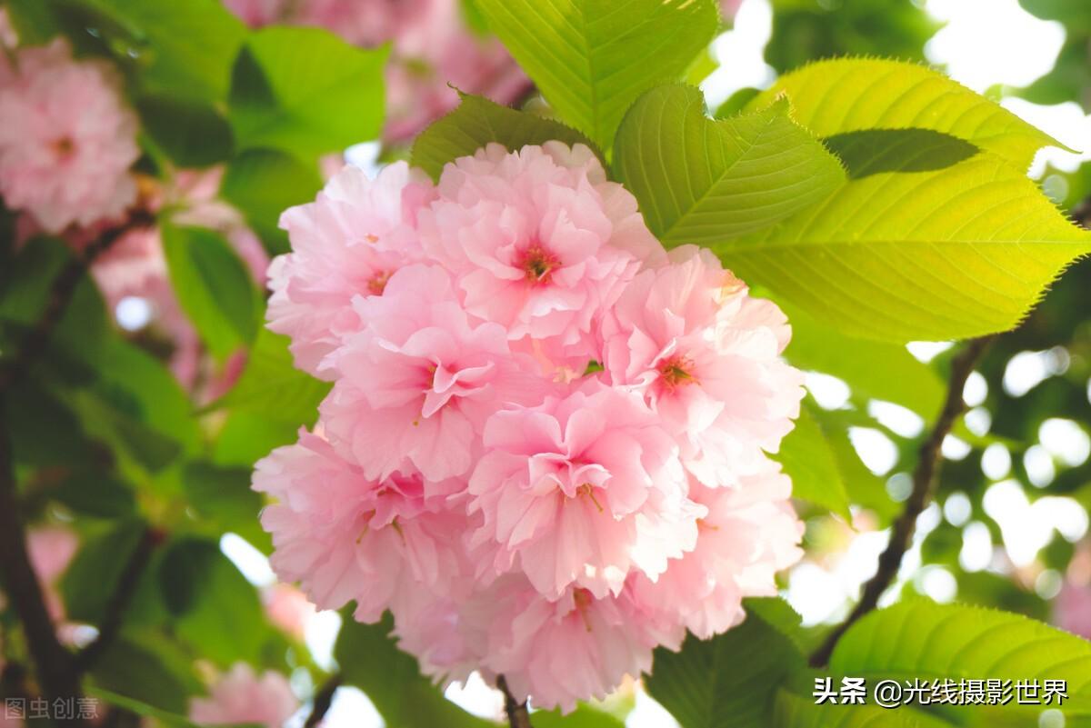 重庆邮电大学进华为的多吗（重庆邮电大学是211吗）(图6)