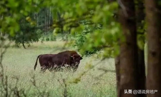 哪些动物是世界之最（关于动物之最有哪些）(图3)