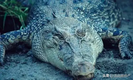哪些动物是世界之最（关于动物之最有哪些）(图8)