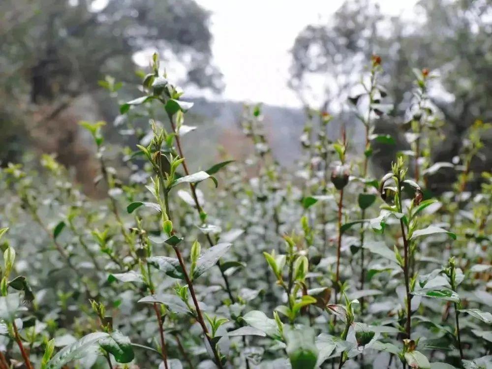 名茶“碧螺春”的产地是哪里（碧螺春茶叶的产地哪里最好）(图4)