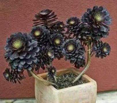 法师大量掉叶子怎么办（法师掉叶子厉害是怎么回事）(图4)