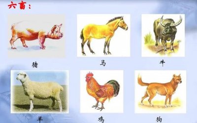 ​六畜兴旺中的六畜指的是哪六畜（六畜是指哪六畜）