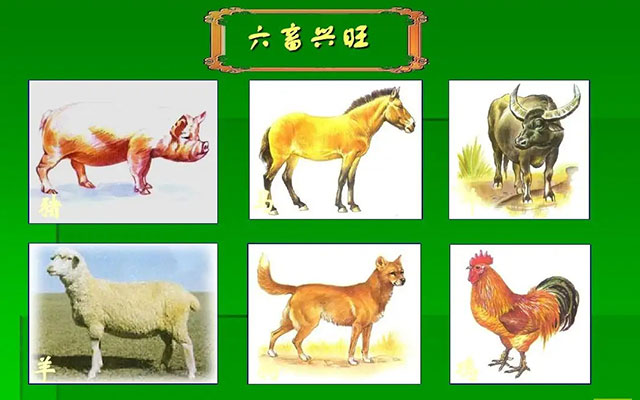 六畜兴旺中的六畜指的是哪六畜（六畜是指哪六畜）(图2)