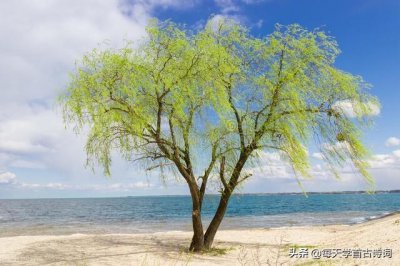​咏柳表现了诗人怎样的情感（咏柳描写的是什么景物特点）