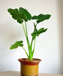 ​滴水观音盆景可以放在室内吗-（滴水观音植物有毒吗）