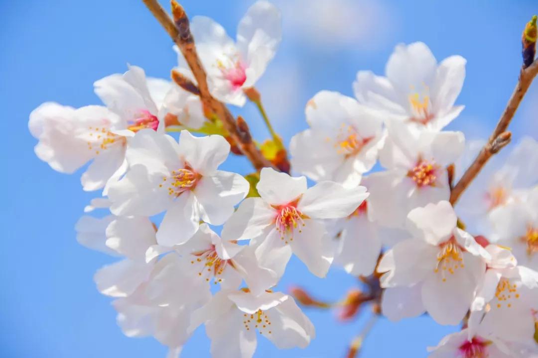 山重水复柳暗花明通常指什么（柳暗花明是什么意思）(图5)
