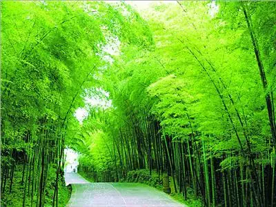 山重水复柳暗花明通常指什么（柳暗花明是什么意思）(图2)