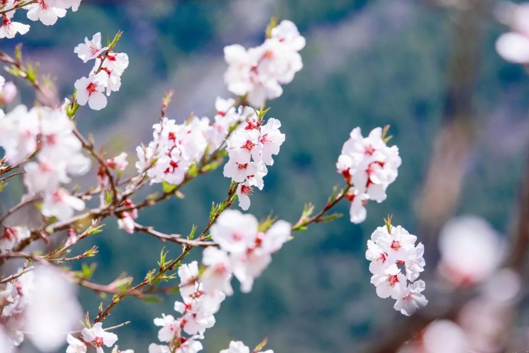 山重水复柳暗花明通常指什么（柳暗花明是什么意思）(图3)