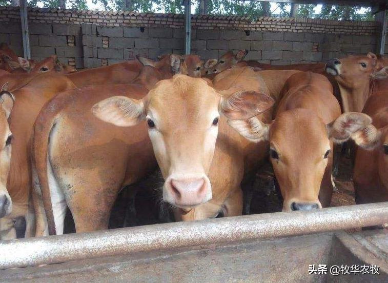 建设一个养牛大棚要多少钱（养牛大棚多少钱一平米）(图4)