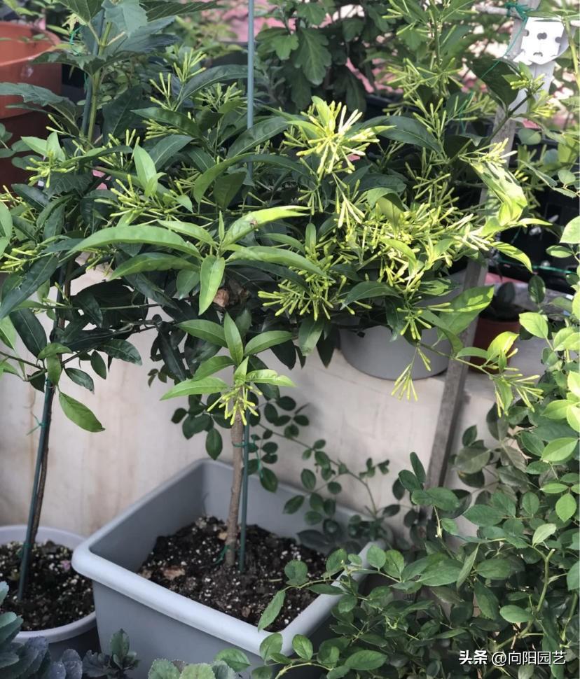 夜来香开花什么样子（夜来香什么时候开花的几点）(图3)