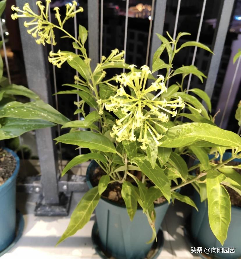 夜来香开花什么样子（夜来香什么时候开花的几点）(图5)