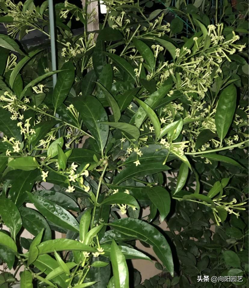 夜来香开花什么样子（夜来香什么时候开花的几点）(图2)