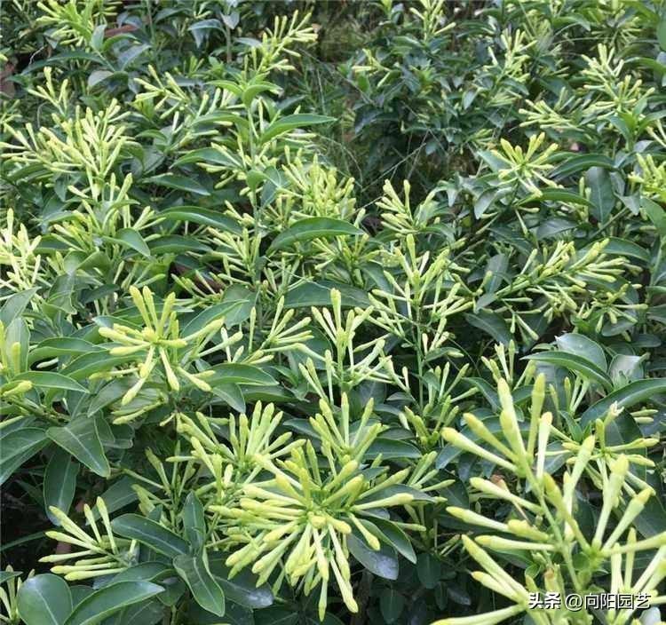 夜来香开花什么样子（夜来香什么时候开花的几点）(图6)