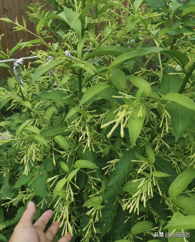 夜来香开花什么样子（夜来香什么时候开花的几点）(图4)