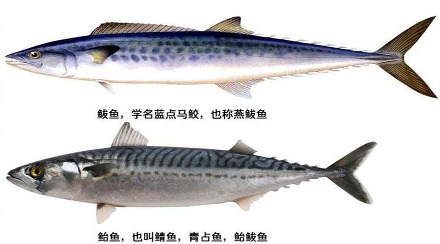 燕鲅鱼和鲅鱼肉质有,什么区别（燕鲅鱼和鲐鲅鱼的区别）(图3)