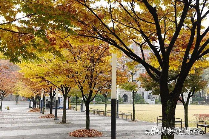 韩国排名前十的大学优势专业（韩国大学排名一览表）(图2)