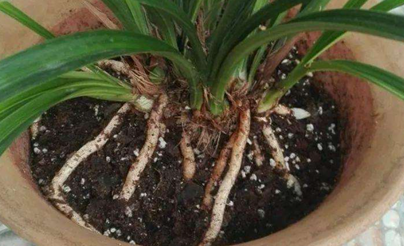 骨粉是啥肥料（骨粉是什么肥料）(图2)