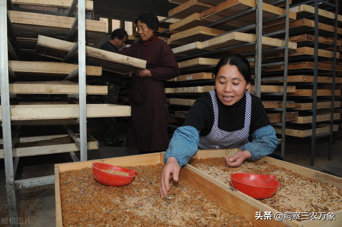 如何养殖面包虫（面包虫怎么养殖）(图5)