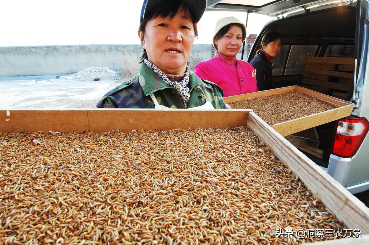 如何养殖面包虫（面包虫怎么养殖）(图2)