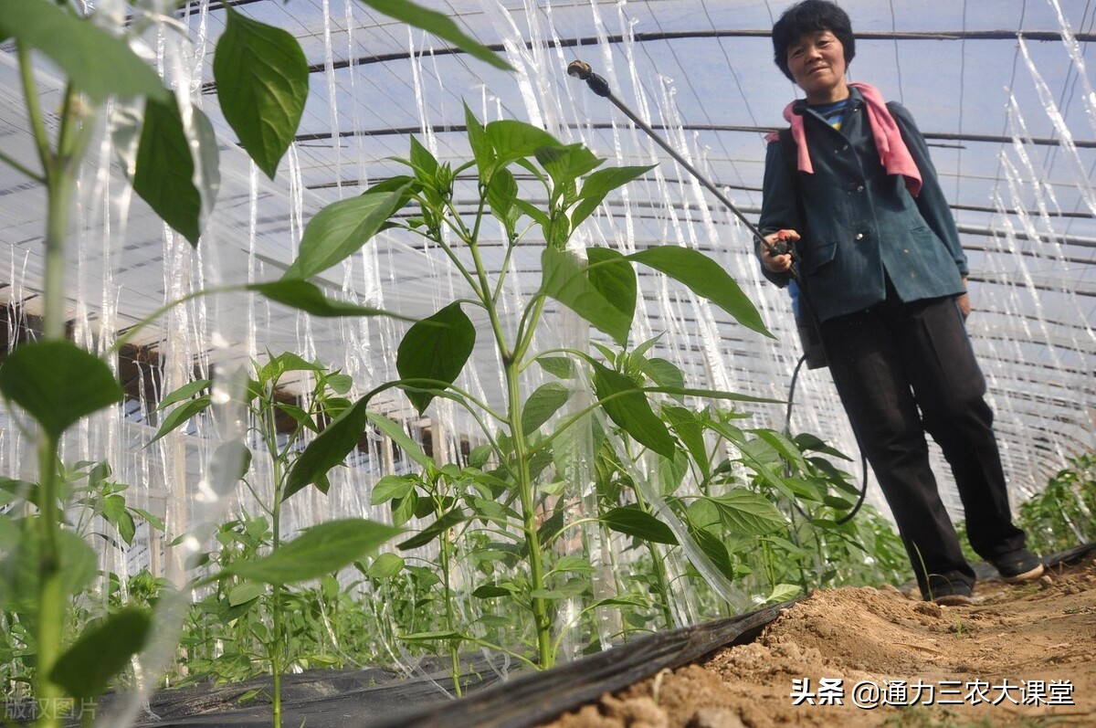 辣椒育苗在几月份（辣椒育苗时间和方法）(图4)