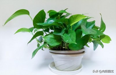 ​养绿萝除甲醛有用吗（绿萝吸收甲醛吗）
