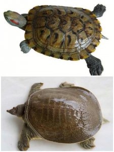 ​甲鱼和乌龟的异同点是什么（甲鱼和乌龟有什么区别）
