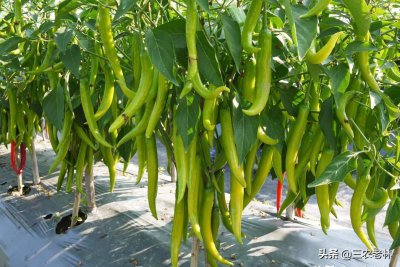 ​辣椒苗移栽后几天施肥（辣椒苗移栽多久可以施肥）