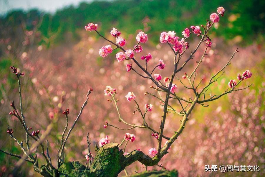 谁言寸草心报得三春晖的修辞手法是什么（谁言寸草心报得三春晖的修辞手法）(图2)