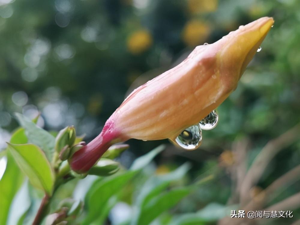 谁言寸草心报得三春晖的修辞手法是什么（谁言寸草心报得三春晖的修辞手法）(图4)