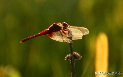 ​谁言寸草心报得三春晖的修辞手法是什么（谁言寸草心报得三春晖的修辞手法）