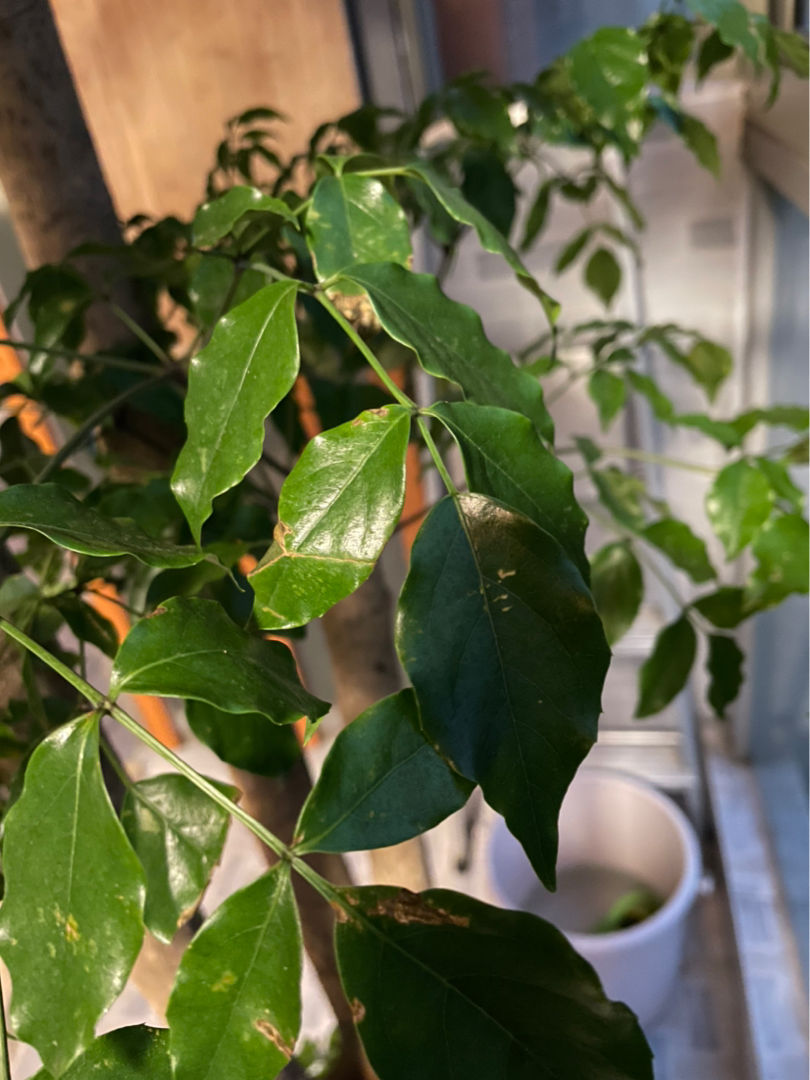 朋友搬家送什么绿植最好（搬新家送什么绿色植物）(图5)