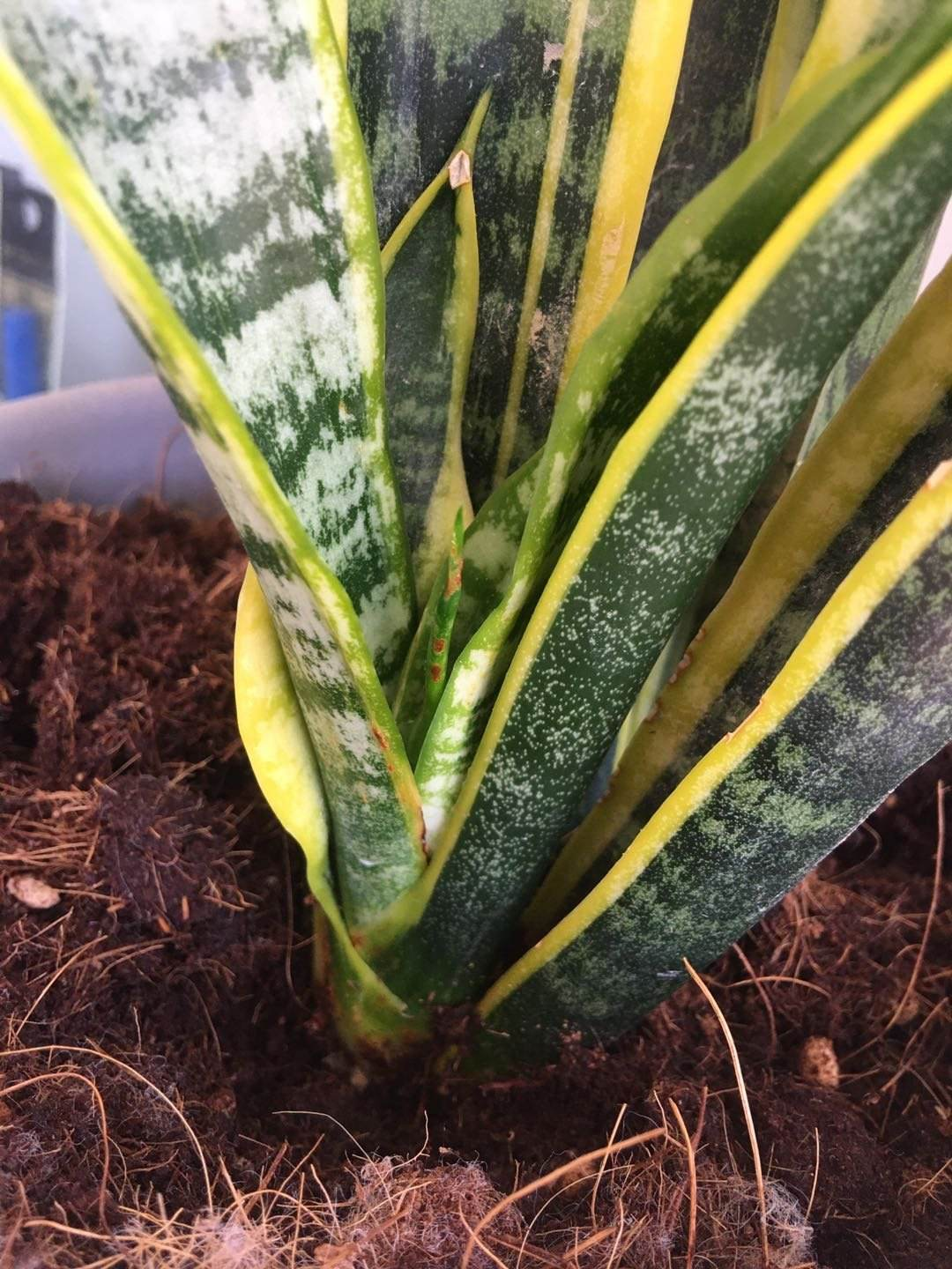 朋友搬家送什么绿植最好（搬新家送什么绿色植物）(图8)