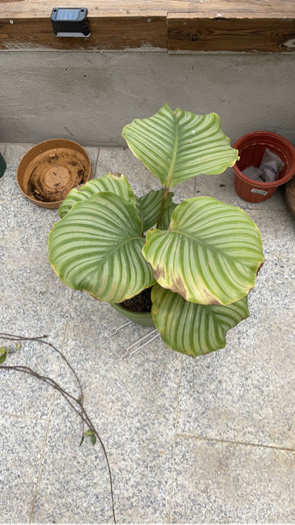 朋友搬家送什么绿植最好（搬新家送什么绿色植物）(图9)