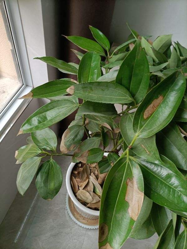 朋友搬家送什么绿植最好（搬新家送什么绿色植物）(图6)