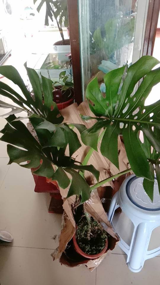 朋友搬家送什么绿植最好（搬新家送什么绿色植物）(图7)
