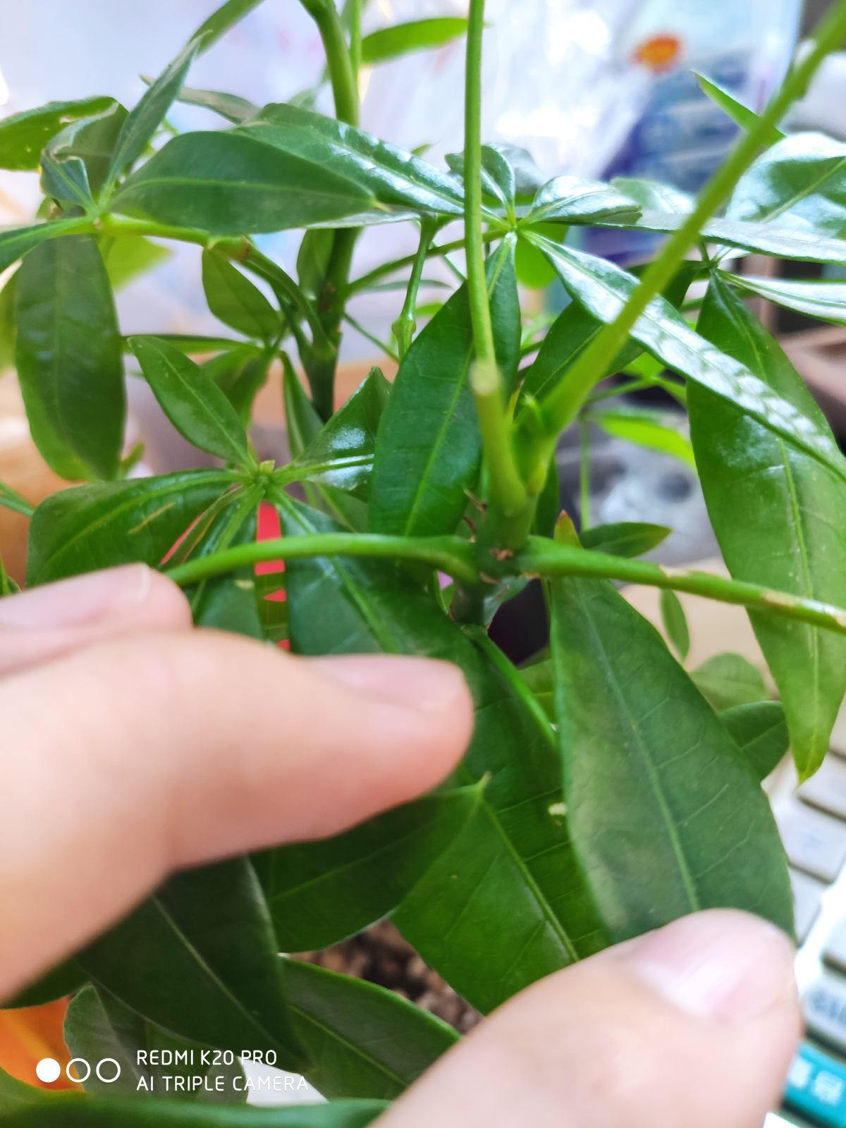 朋友搬家送什么绿植最好（搬新家送什么绿色植物）(图1)