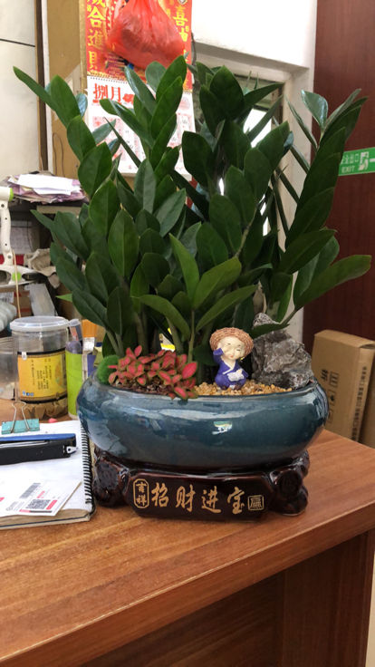 朋友搬家送什么绿植最好（搬新家送什么绿色植物）(图3)