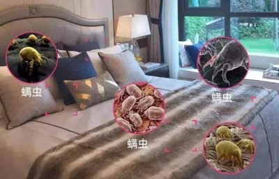 ​如何除螨虫?床上除螨虫的最快方法