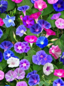 ​牵牛花是什么颜色的(牵牛花有哪些颜色)