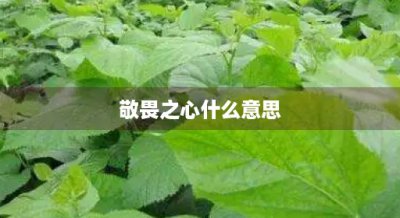 ​敬畏之心什么意思(敬畏之心 行有所止什么意思)
